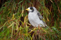 Medosavka hlucna - Manorina melanocephala - Noisy Miner o0910